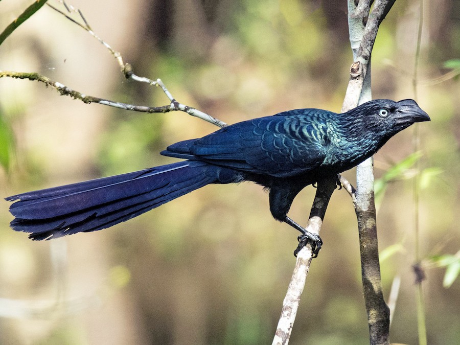 Anó grande (Crotophaga major)