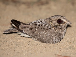 Atajacaminos ala negra (Eleothreptus anomalus)