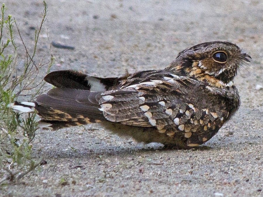 Atajacaminos chico (Setopagis parvula)