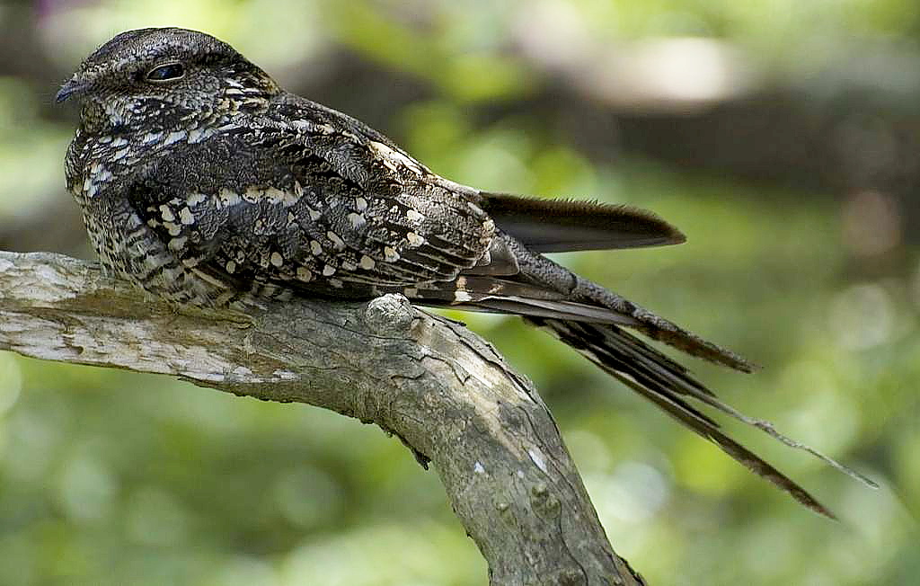 Atajacaminos tijera (Hydropsalis torquata)
