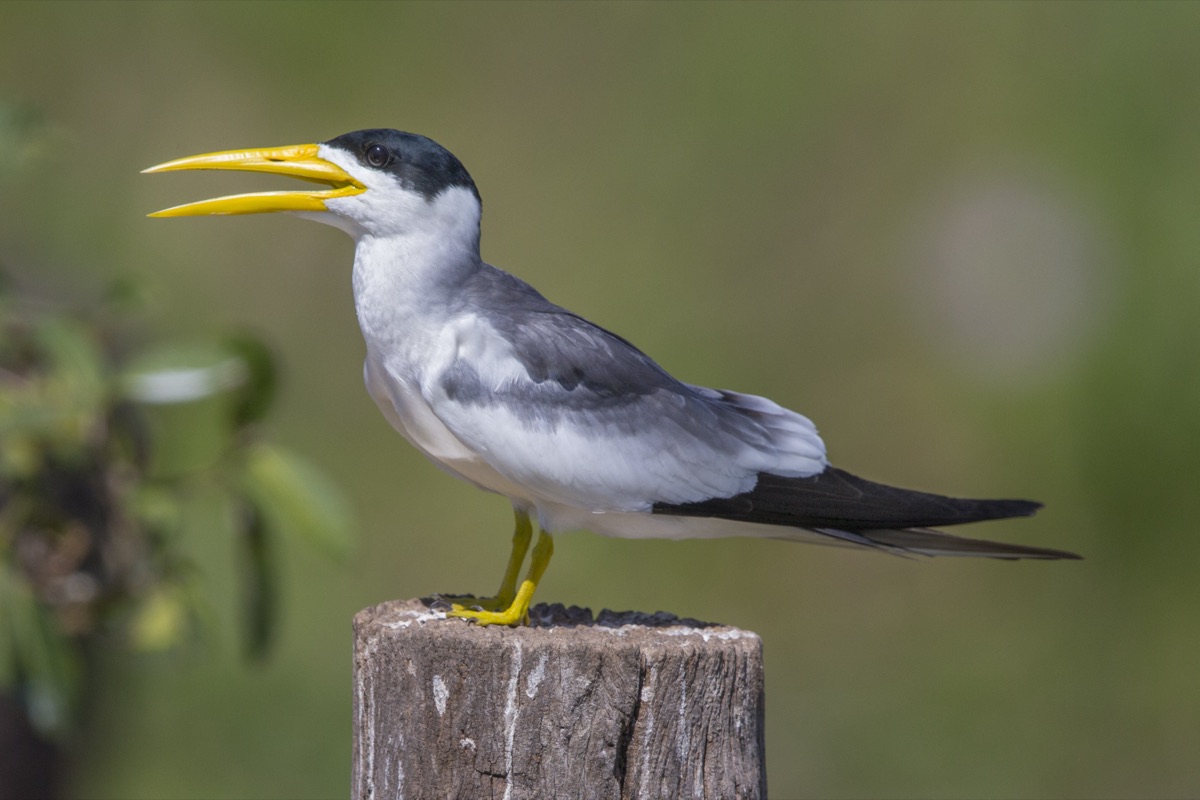 Atí (Phaetusa simplex)