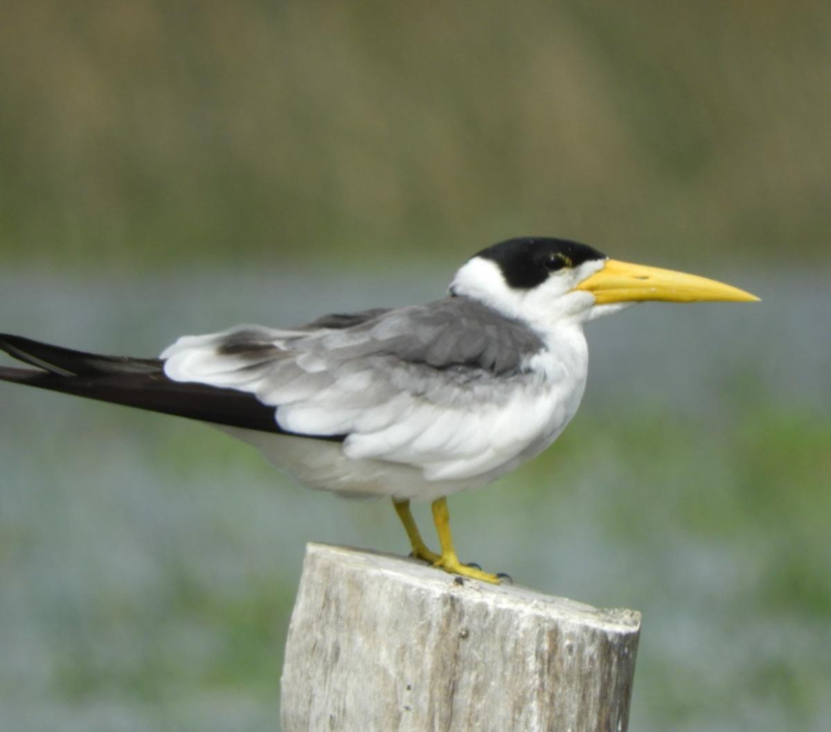 Atí (Heliornis fulica)