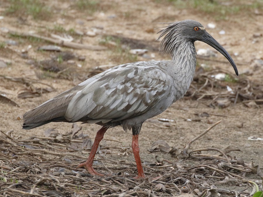 Bandurria boreal (Theristicus caudatus)