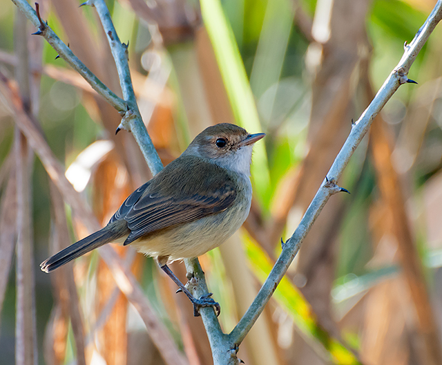 Tuquito Chico (Legatus leucophaius)