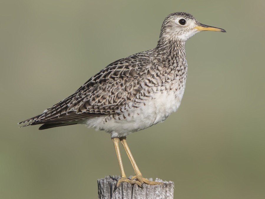 Batitú (Bartramia longicauda)