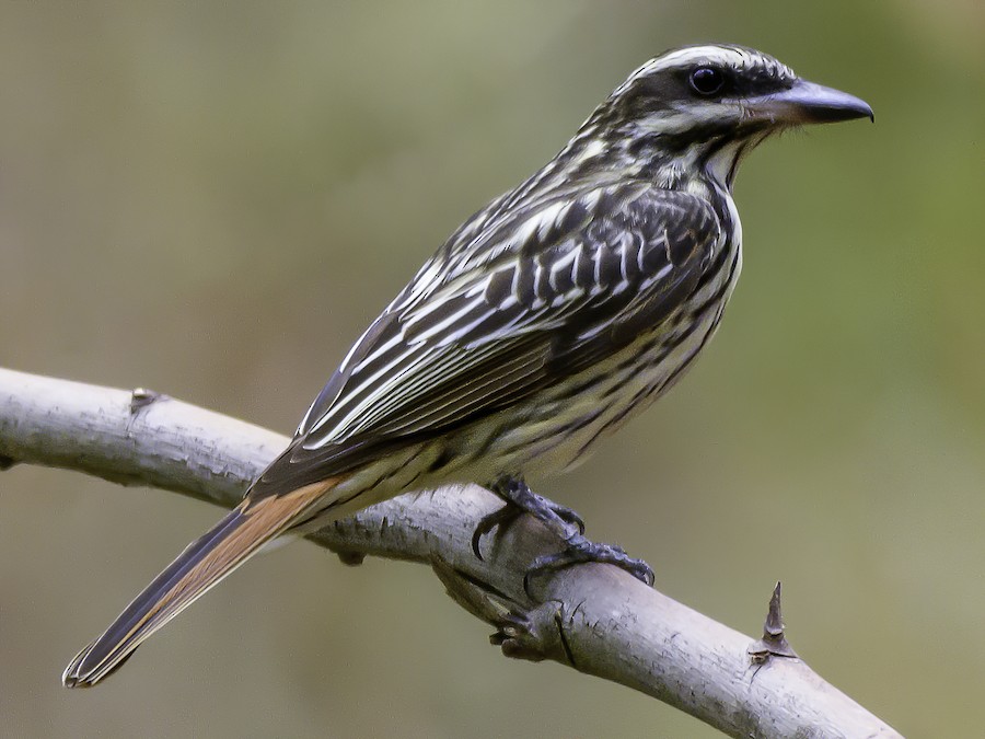 Benteveo rayado (Myiodynastes maculatus)