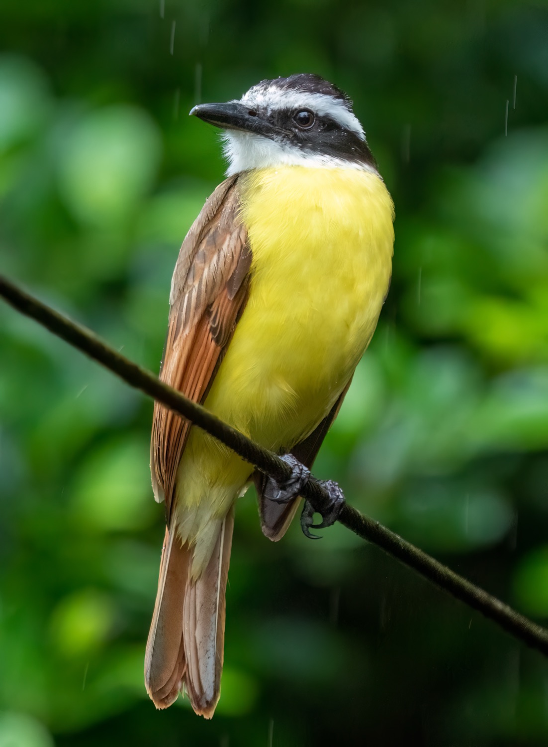 Benteveo (Pitangus sulphuratus)