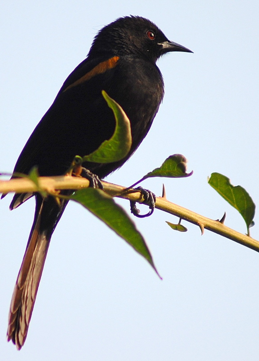 Variable Oriole (Icterus pyrrhopterus)