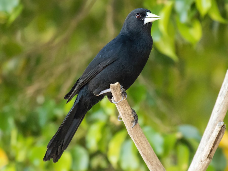 Boyero negro (Cacicus solitarius)