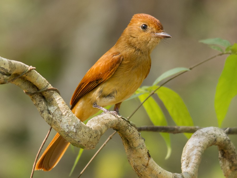 Burlisto castaño (Casiornis rufus)
