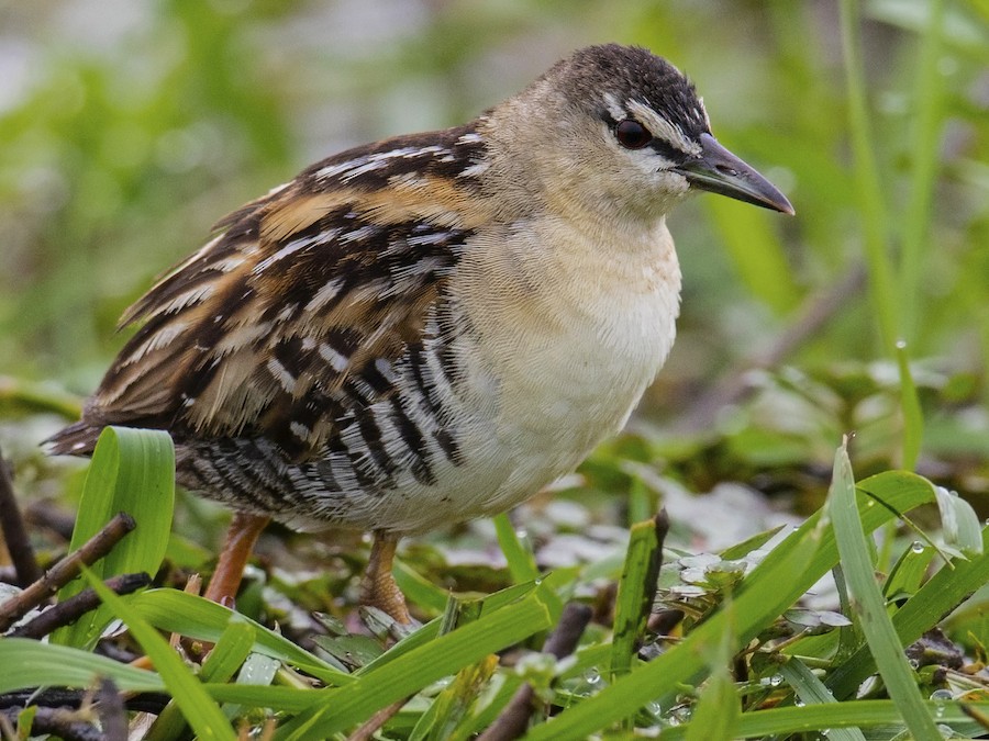 Burrito amarillo (Laterallus flaviventer)