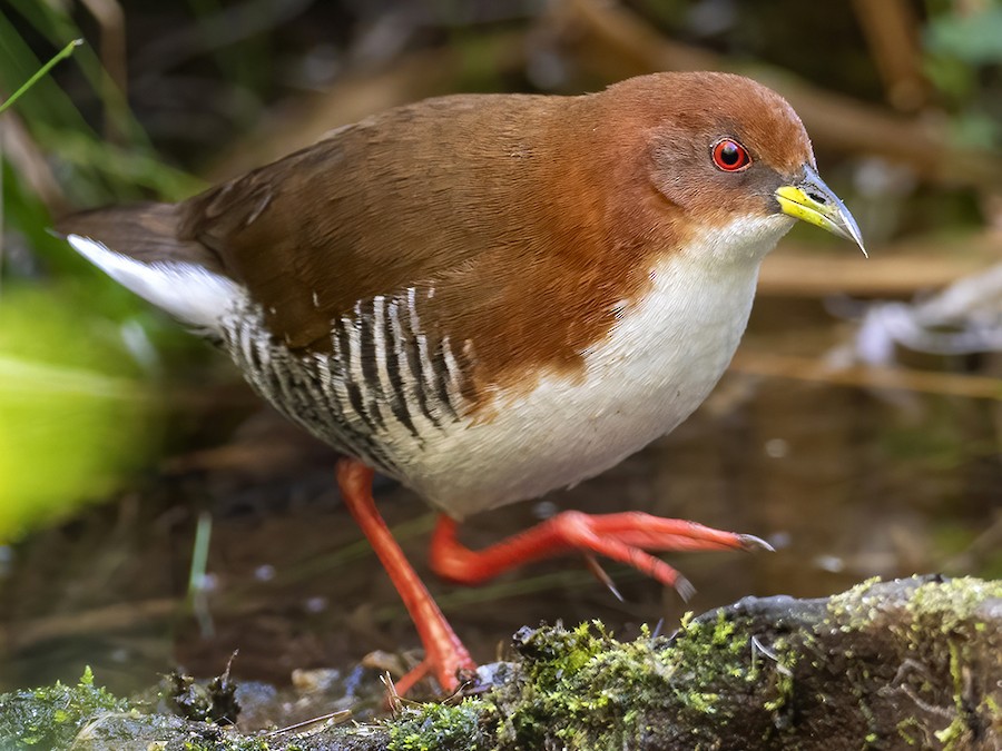 Burrito común (Laterallus melanophaius)