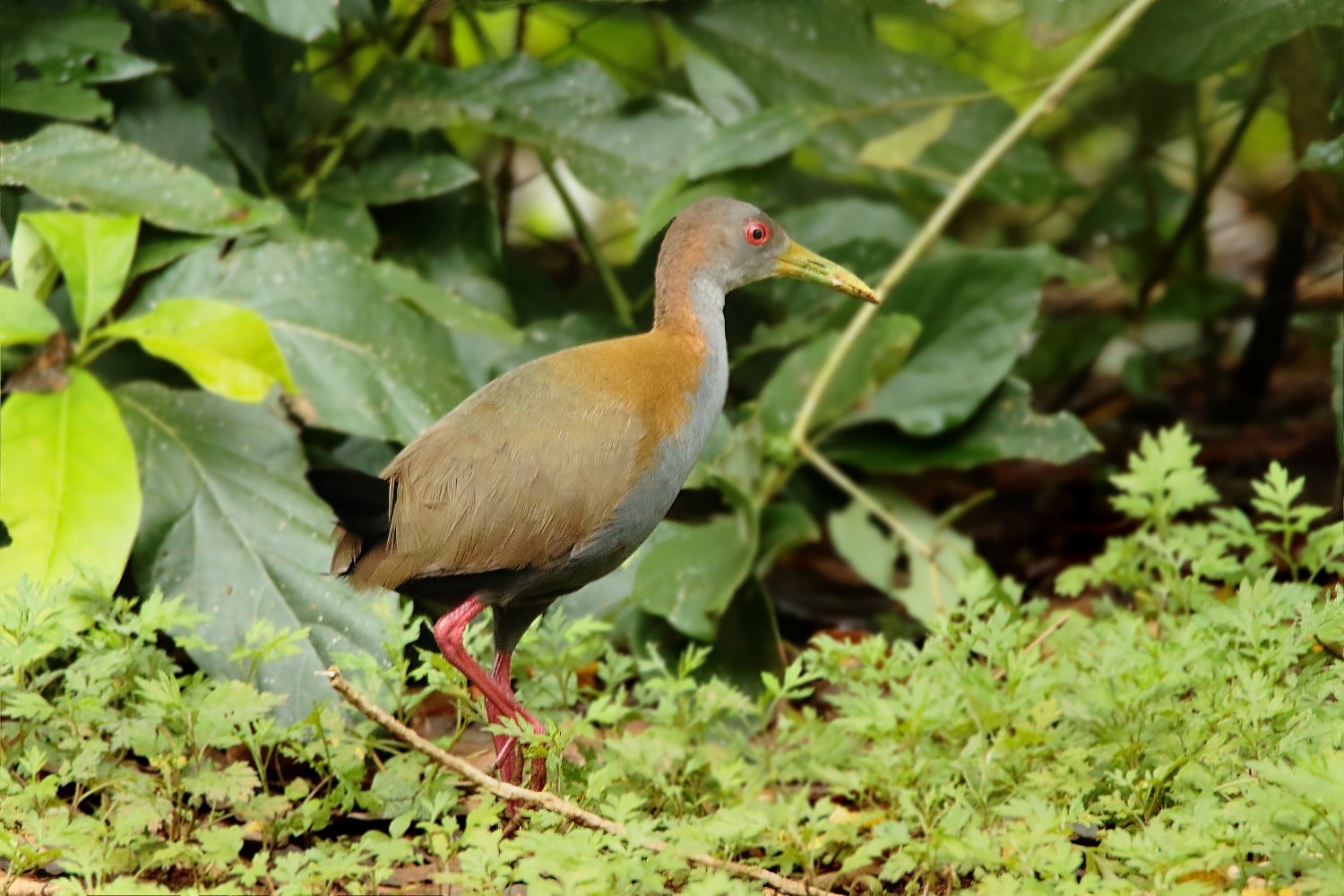 Burrito grande (Mustelirallus albicollis)