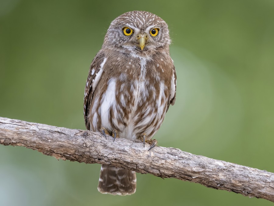 Caburé chico (Glaucidium brasilianum)