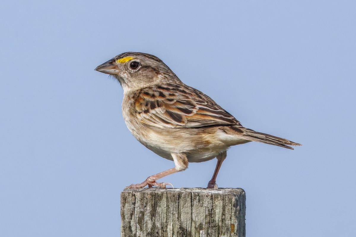 Cachilo ceja amarilla (Ammodramus humeralis)