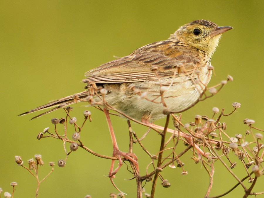 Cachirla chica (Anthus lutescens)