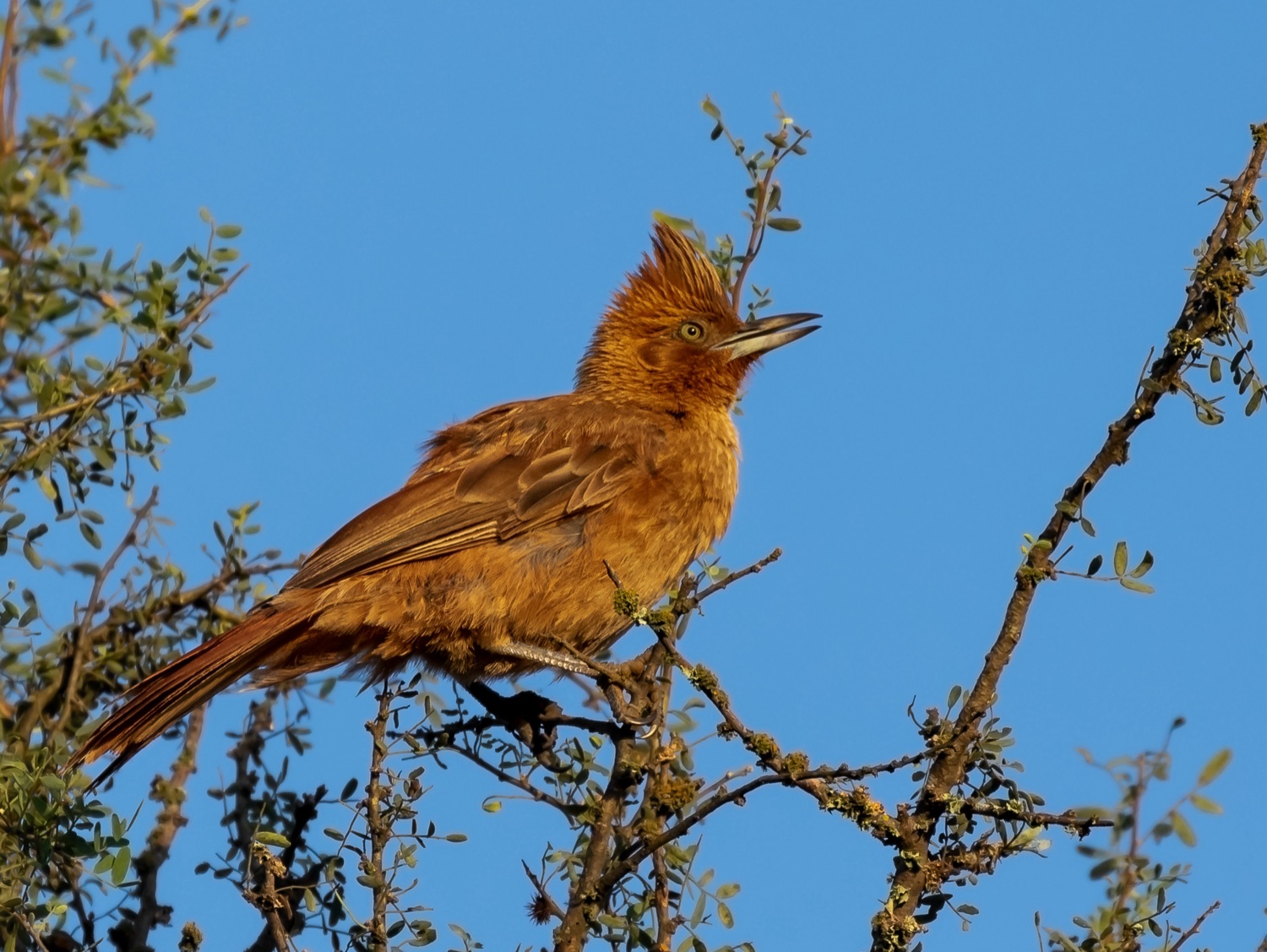 Cacholote castaño (Pseudoseisura lophotes)