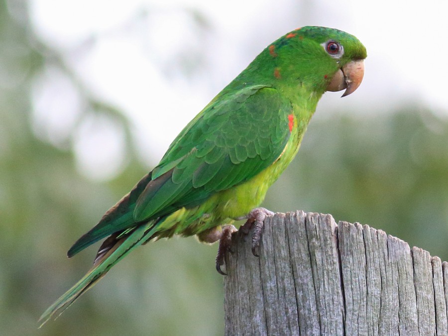 Calancate ala roja (Psittacara leucophthalmus)