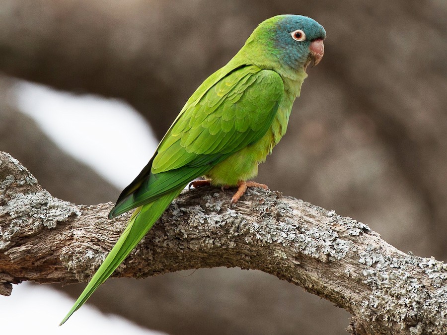 Calancate cabeza azul (Thectocercus acuticaudatus)