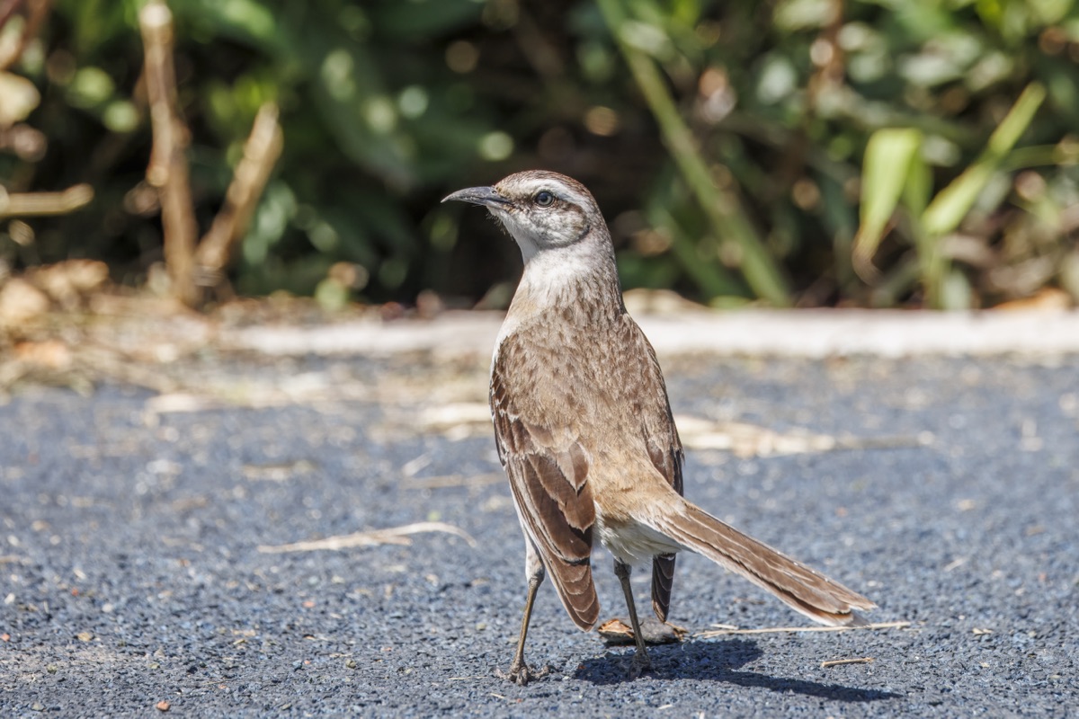 Calandria grande (Mimus saturninus)