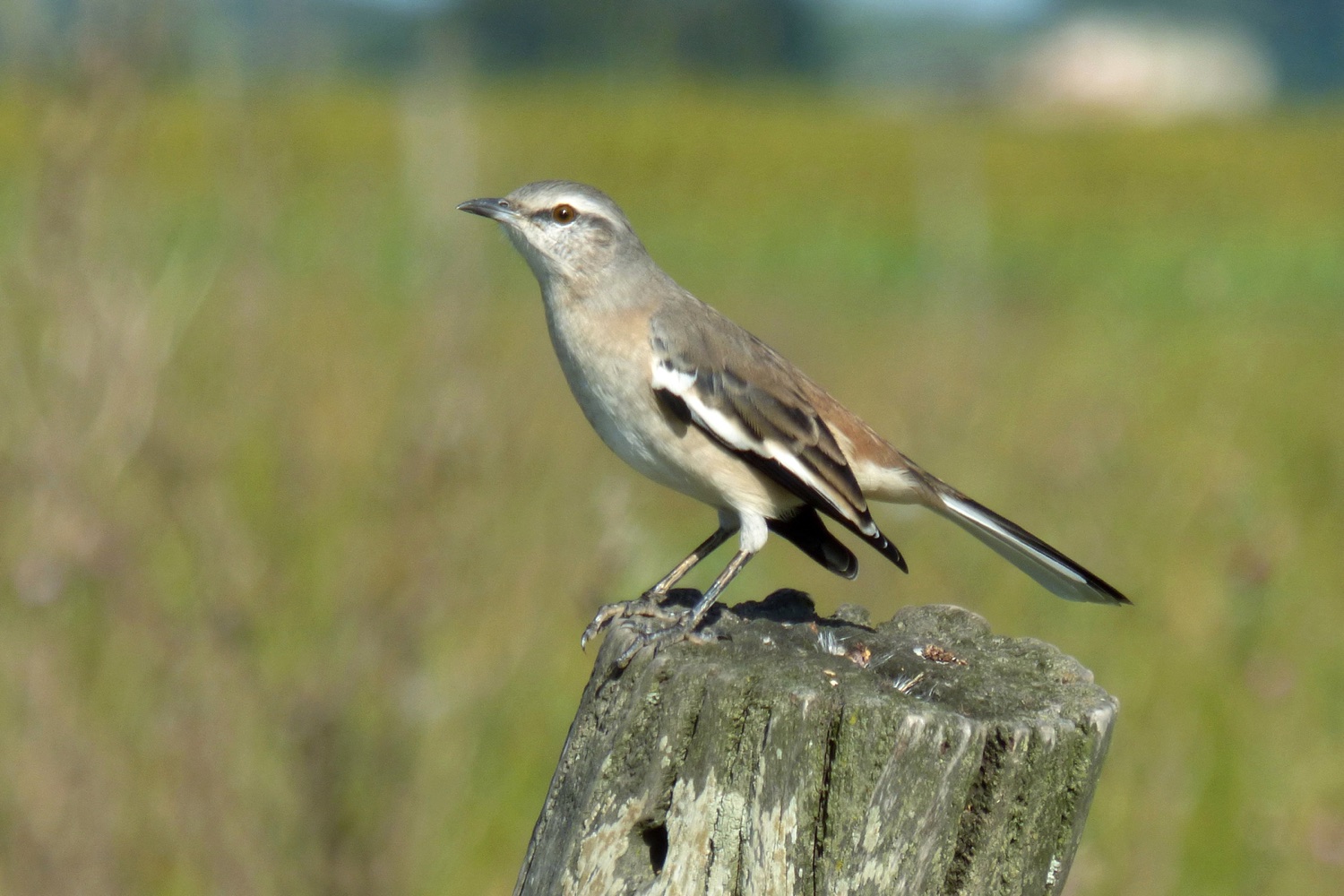 Calandria real (Mimus triurus)