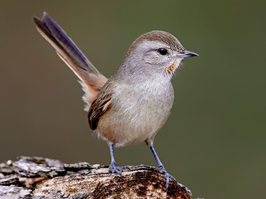 Canastero chaqueño (Asthenes baeri)