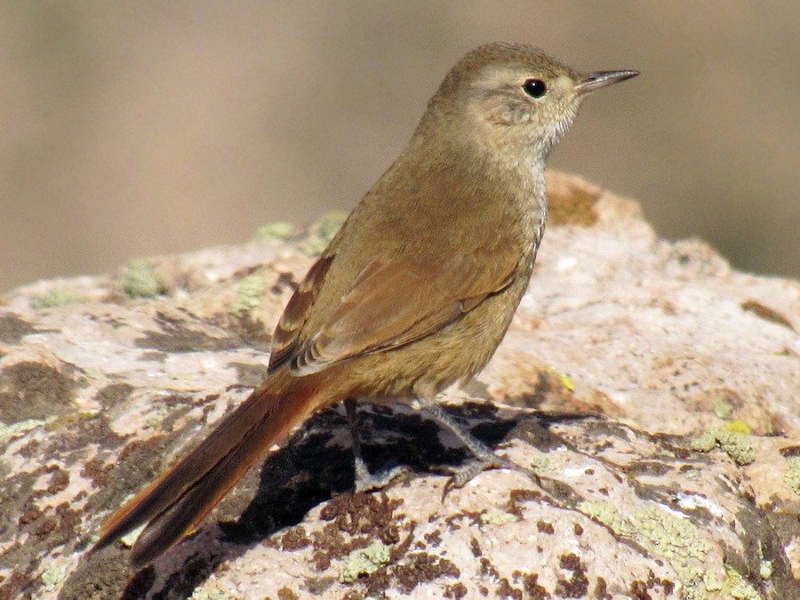 Canastero coludo (Asthenes pyrrholeuca)