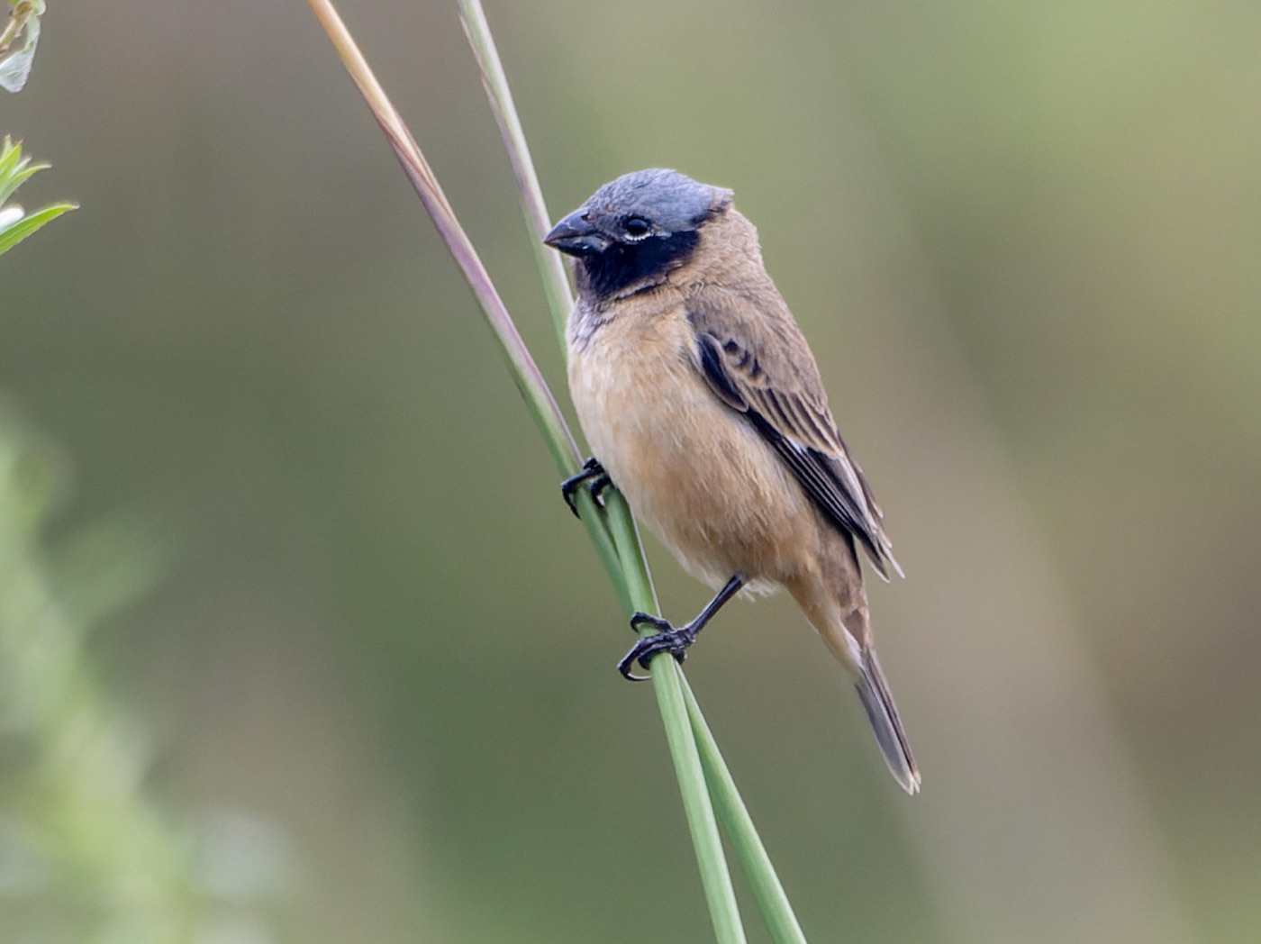 Capuchino Iberá (Sporophila iberaensis)