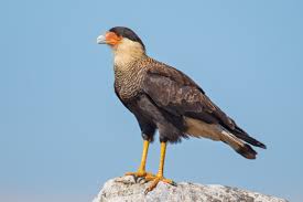 Carancho (Caracara plancus)