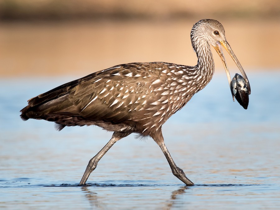 Carau (Aramus guarauna)