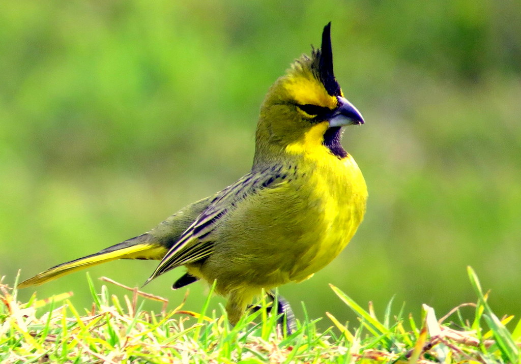 Cardenal amarillo en los Esteros del Iberá