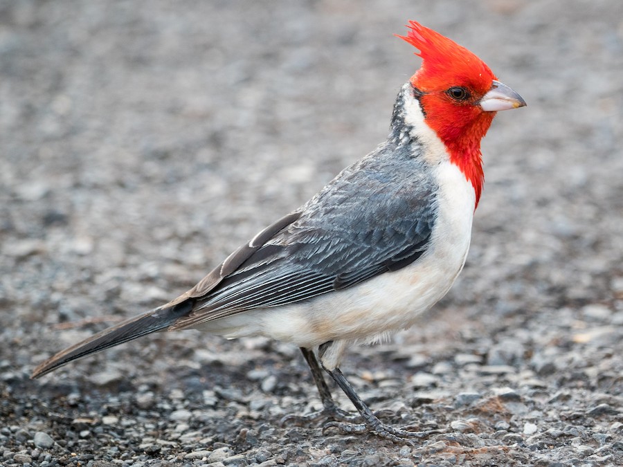 Cardenal copete rojo (Paroaria coronata)