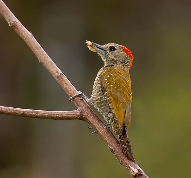 Carpintero oliva manchado (Veniliornis spilogaster)