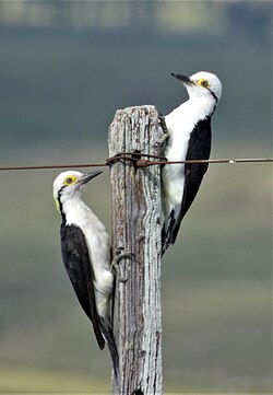 Carpintero blanco (Melanerpes candidus)