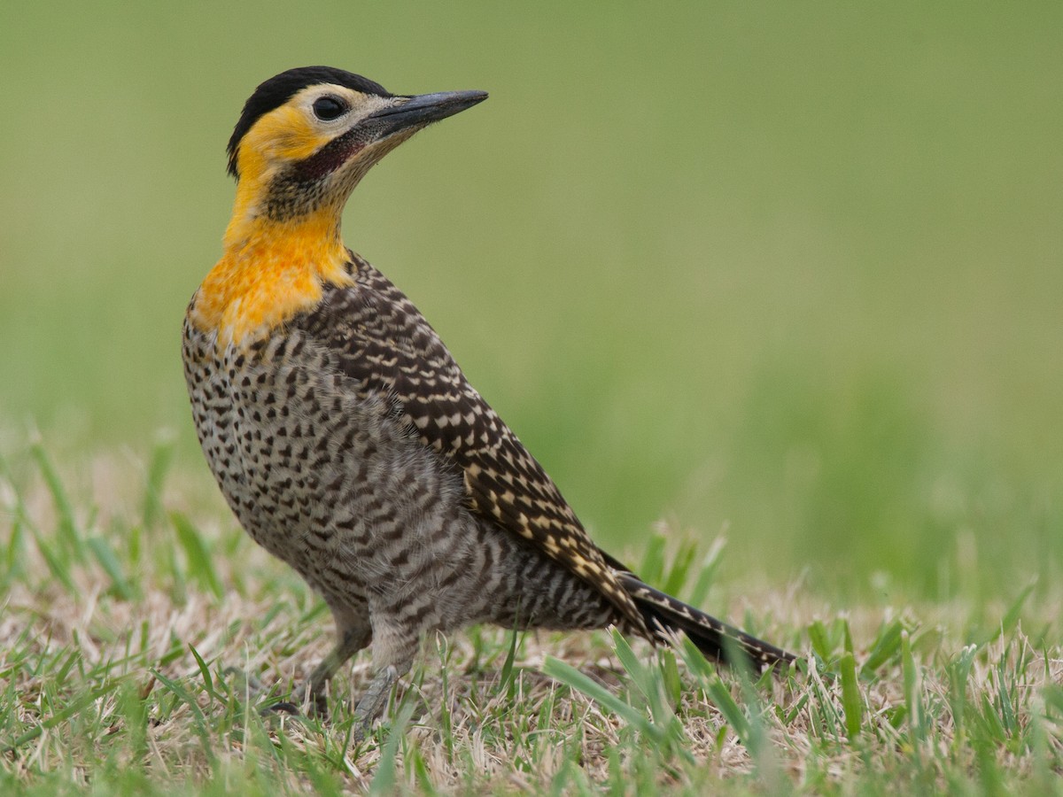 Carpintero campestre (Colaptes campestris)