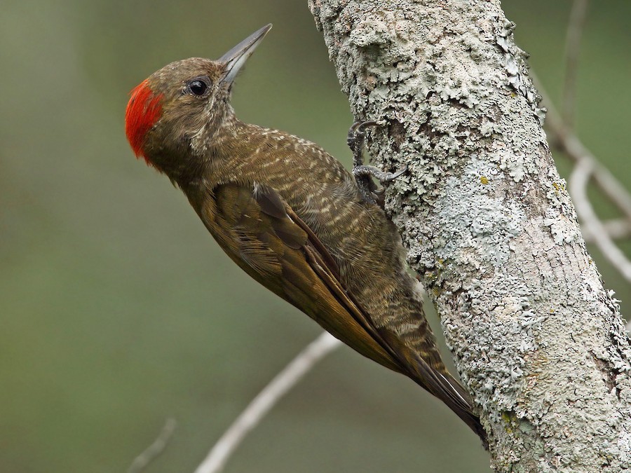 Carpinterito cuello canela (Picumnus temminckii)