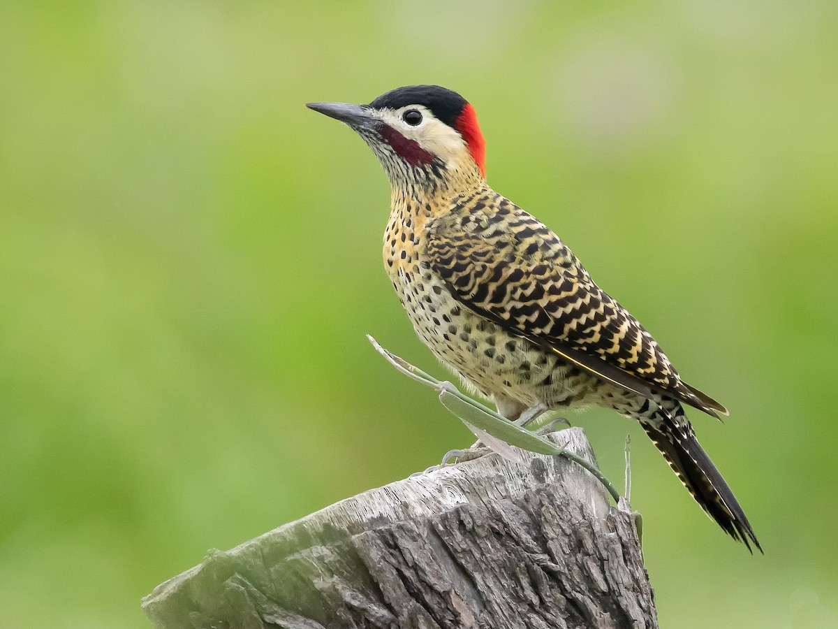 Carpintero real (Colaptes melanochloros)