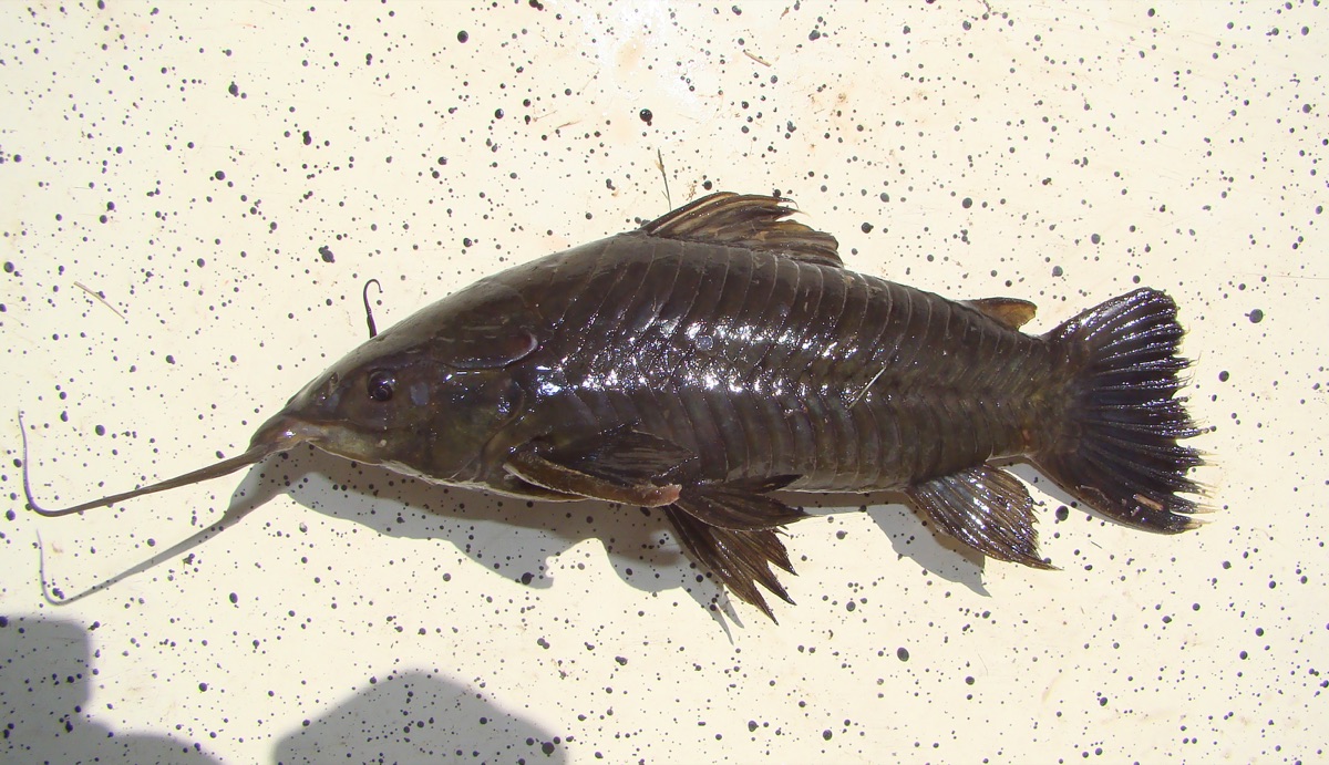 Cascarudo (Hoplosternum littorale)