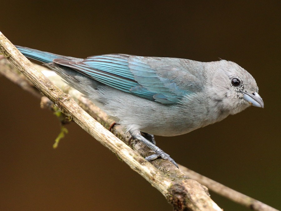 Celestino (Thraupis sayaca)