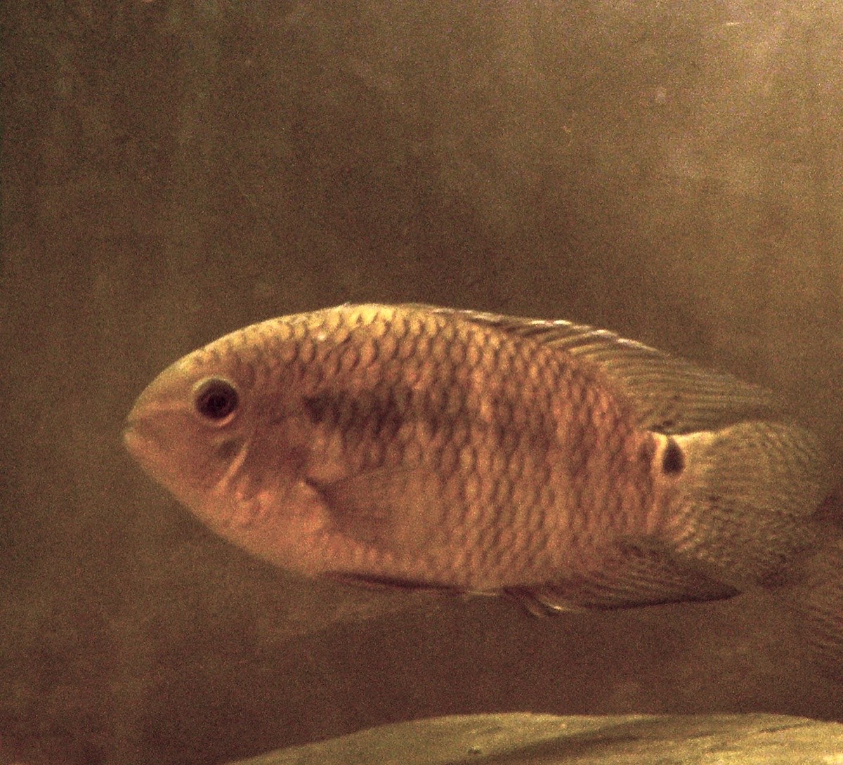 Chanchita (Cichlasoma dimerus)