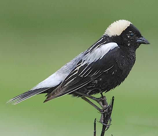 Boyero ala amarilla (Cacicus chrysopterus)