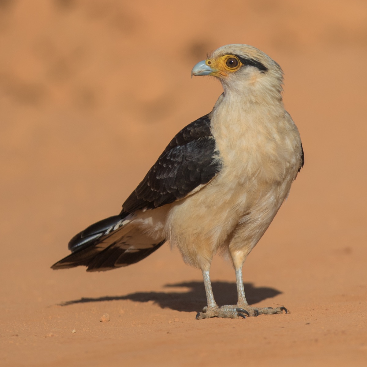 Yellow-headed Caracara (Daptrius chimachima)