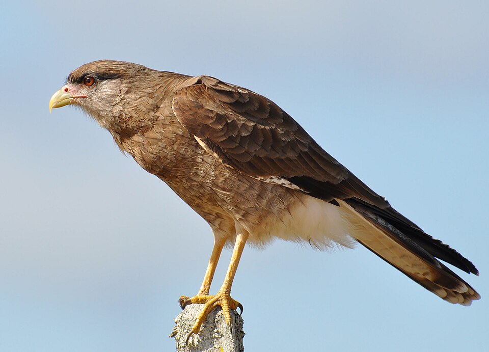 Chimango (Milvago chimango)