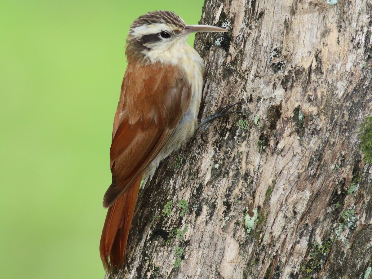Trepador oscuro (Dendrocolaptes platyrostris)