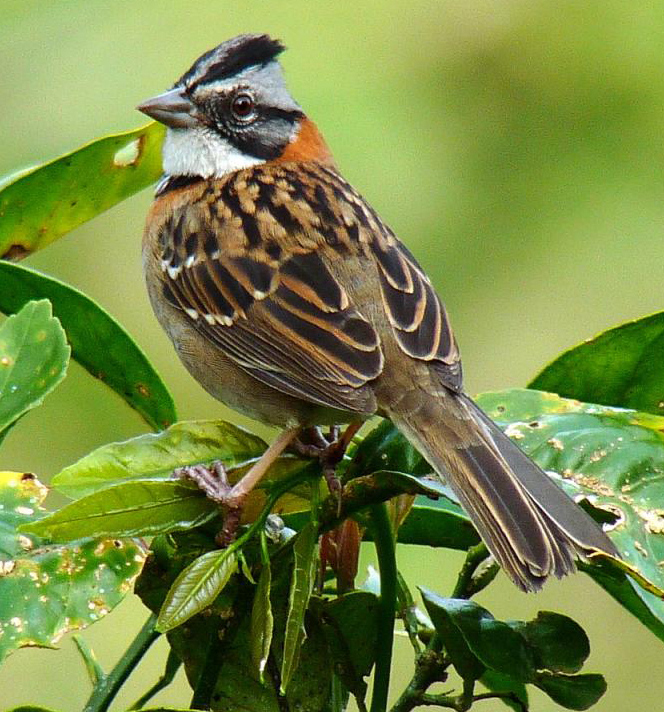 Chingolo (Zonotrichia capensis)
