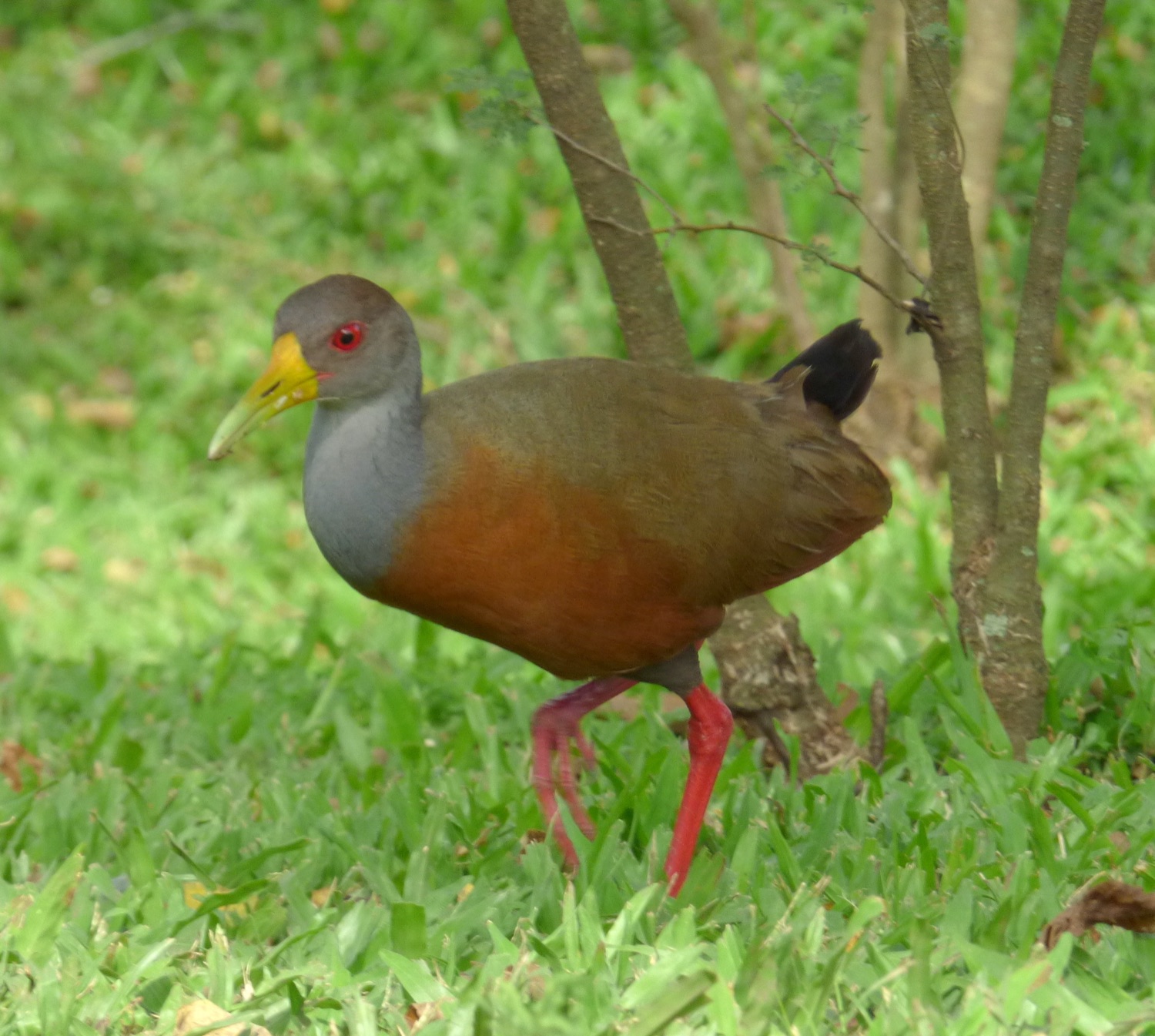 Chiricote (Aramides cajaneus)