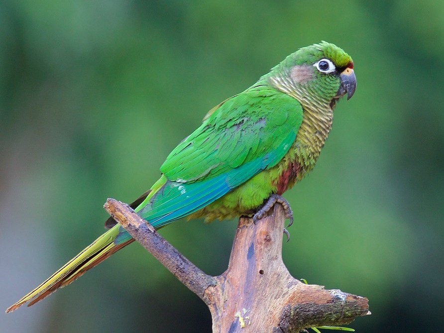 Chiripepé cabeza verde (Pyrrhura frontalis)