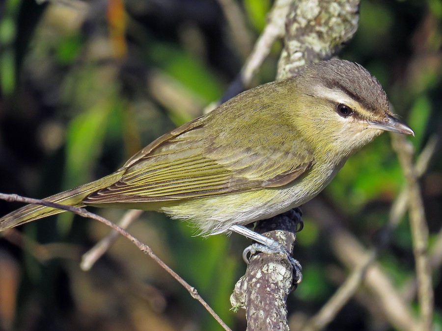 Chivi chivi (Vireo chivi)