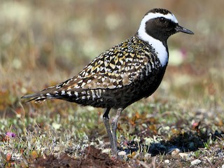 Chorlo pampa (Pluvialis dominica)