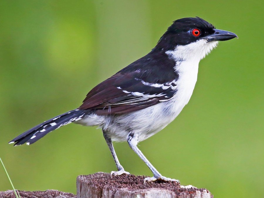 Urraca morada (Cyanocorax cyanomelas)